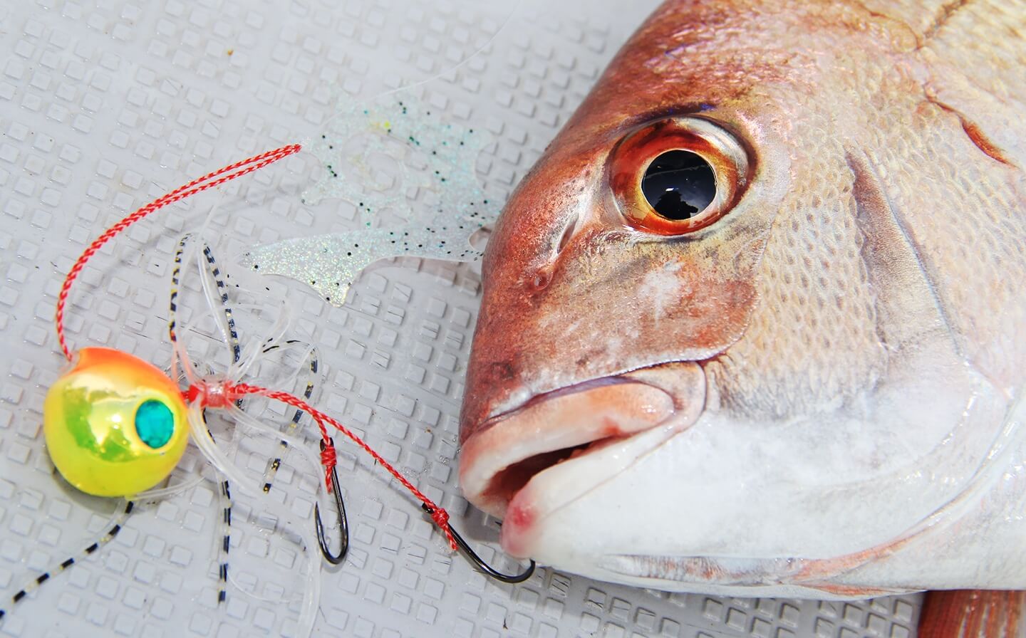 カヤックで狙え 魚の王様 真鯛 マダイ Ototem Outdoor Temptation